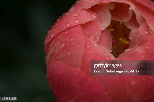 peony - chinese peony imagens e fotografias de stock