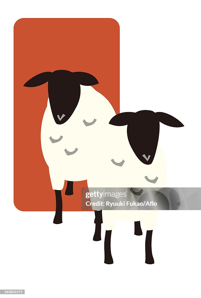 Sheep illustration
