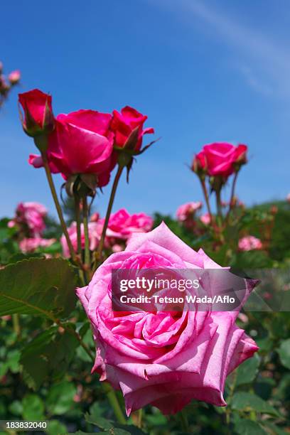 Pink Roses And Blue Sky High-Res Stock Photo