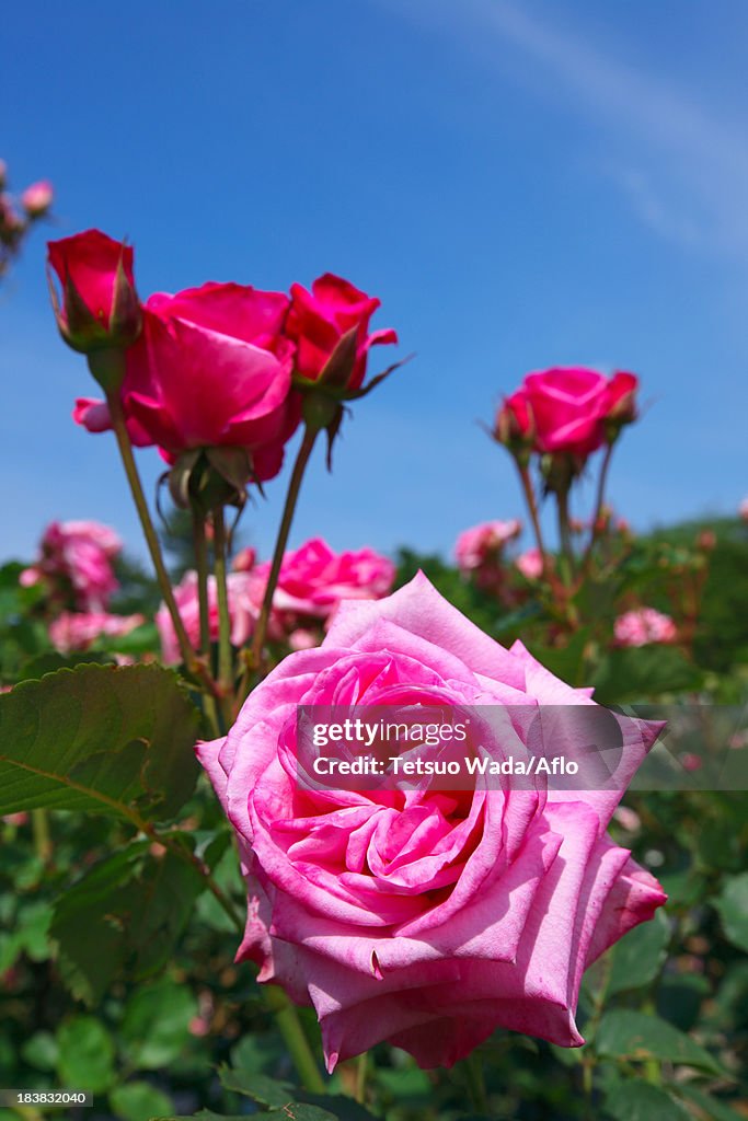 Pink roses and blue sky