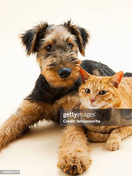cane e gatto - cane e gatto foto e immagini stock