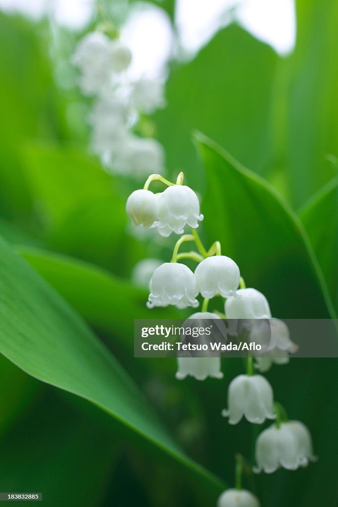 Lily of the valley flowers