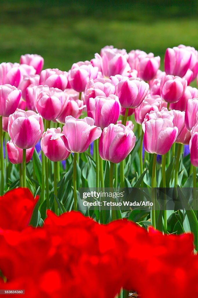 Tulip flowers, Tokyo Prefecture