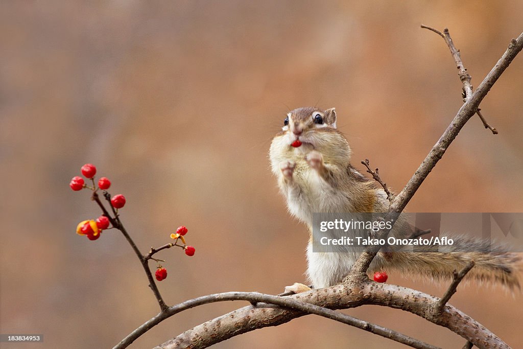 Chipmunk eating red berries