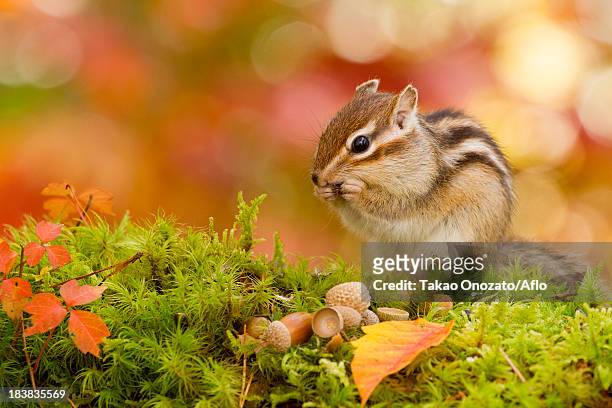 chipmunk - chipmunk stock pictures, royalty-free photos & images