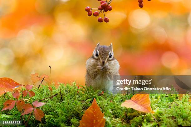 chipmunk - chipmunk stock pictures, royalty-free photos & images