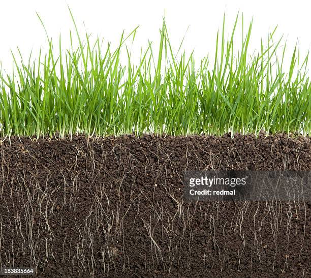 long grass and soil - soil roots stock pictures, royalty-free photos & images