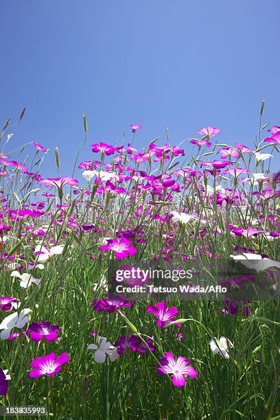 corncockle flower field and blue sky - agrostemma githago stock pictures, royalty-free photos & images
