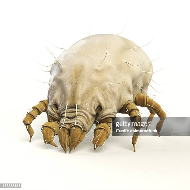 dust mite - mite stock pictures, royalty-free photos & images