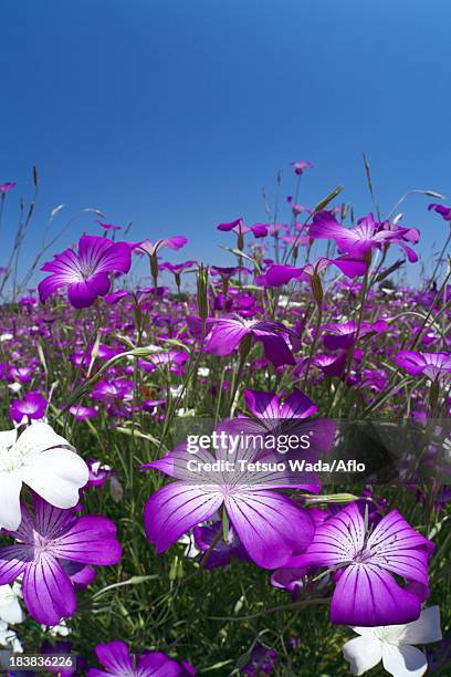 corncockle flowers and blue sky - agrostemma githago stock pictures, royalty-free photos & images
