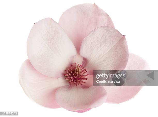 close-up of beautiful magnolia flower isolated on white - magnolia stellata stockfoto's en -beelden