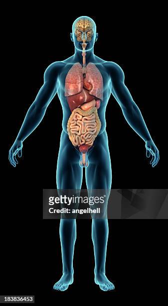 menschlichen körper mit inneren organen - body part stock-fotos und bilder