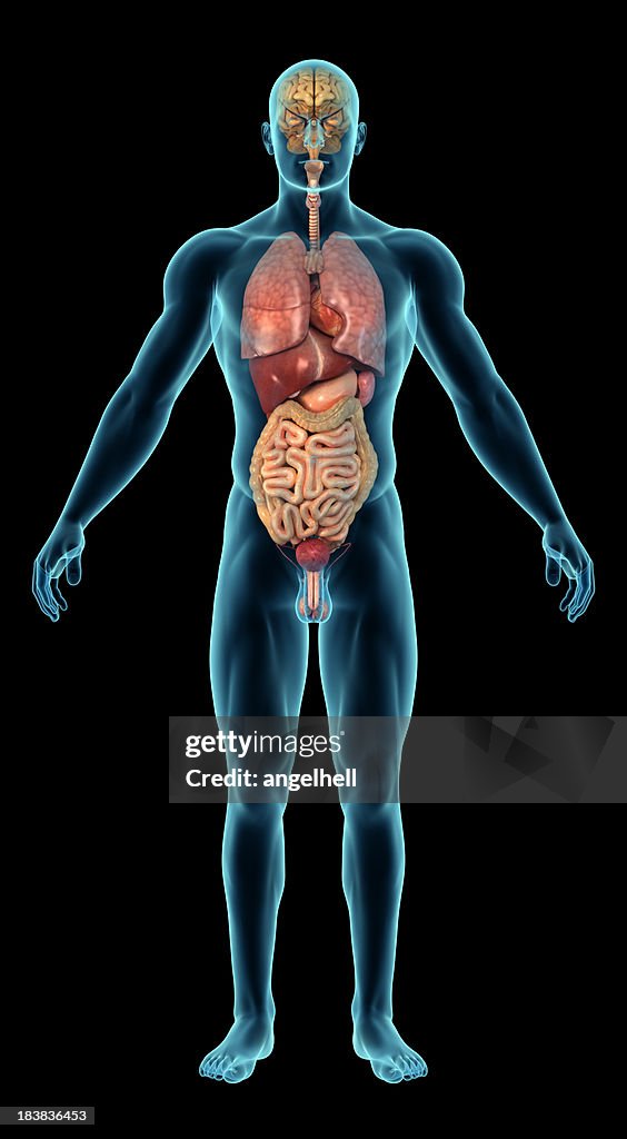 Human body with internal organs