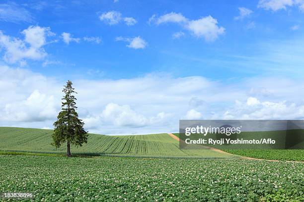 pine tree, fields and sky with clouds, hokkaido - hokkaido potato stock pictures, royalty-free photos & images