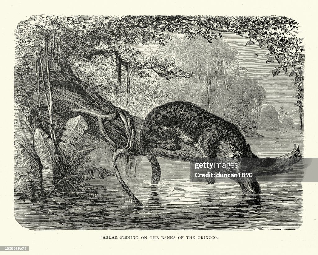 Jaguar fishing on the banks of Orinoco River, Jungle big cat, Wildlife, Victorian South America History 19th Century