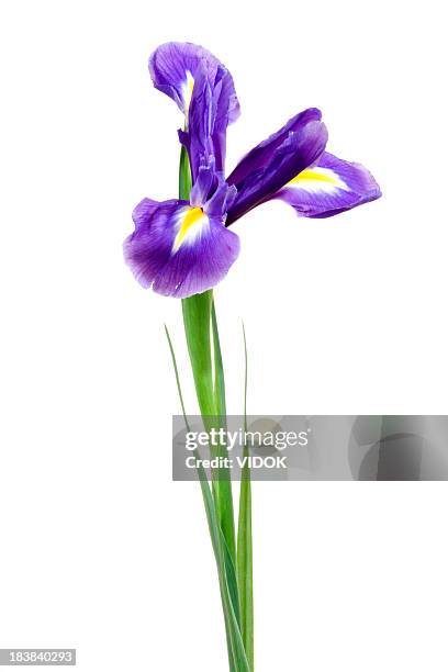 iris. - iris plant stockfoto's en -beelden