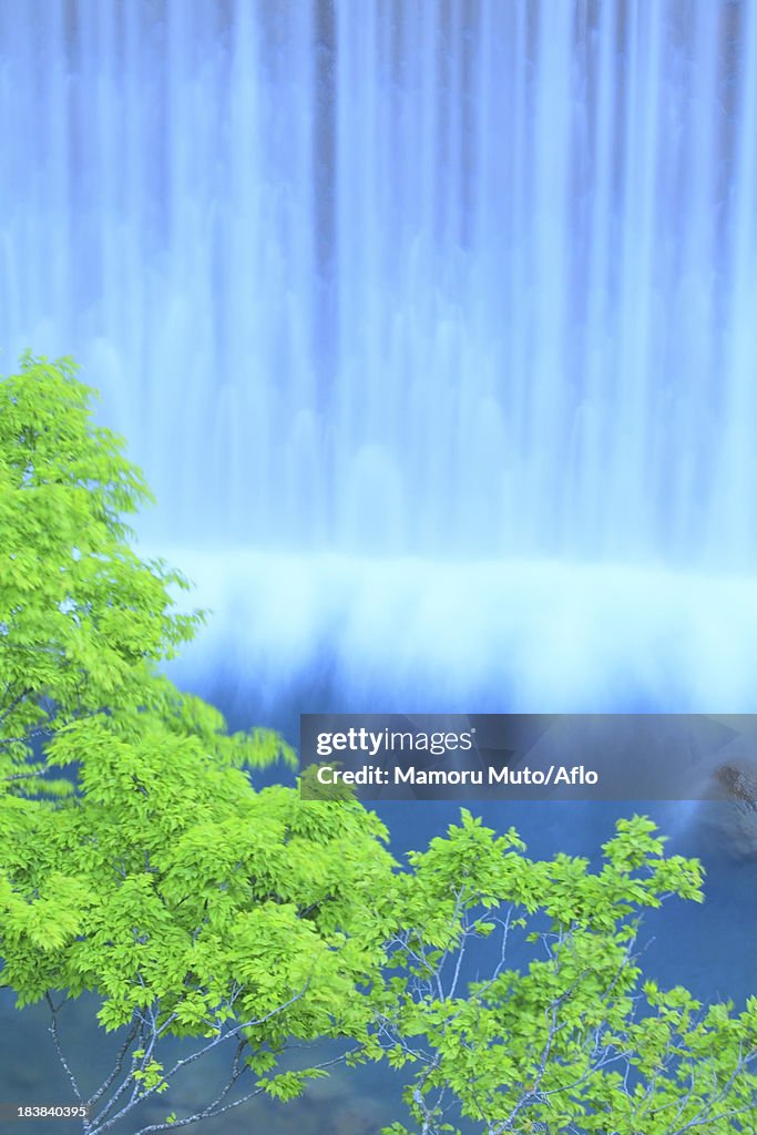 Green leaves and water stream