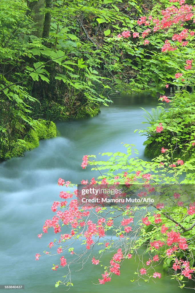 Azalea flowers and Oirase mountain stream, Aomori Prefecture