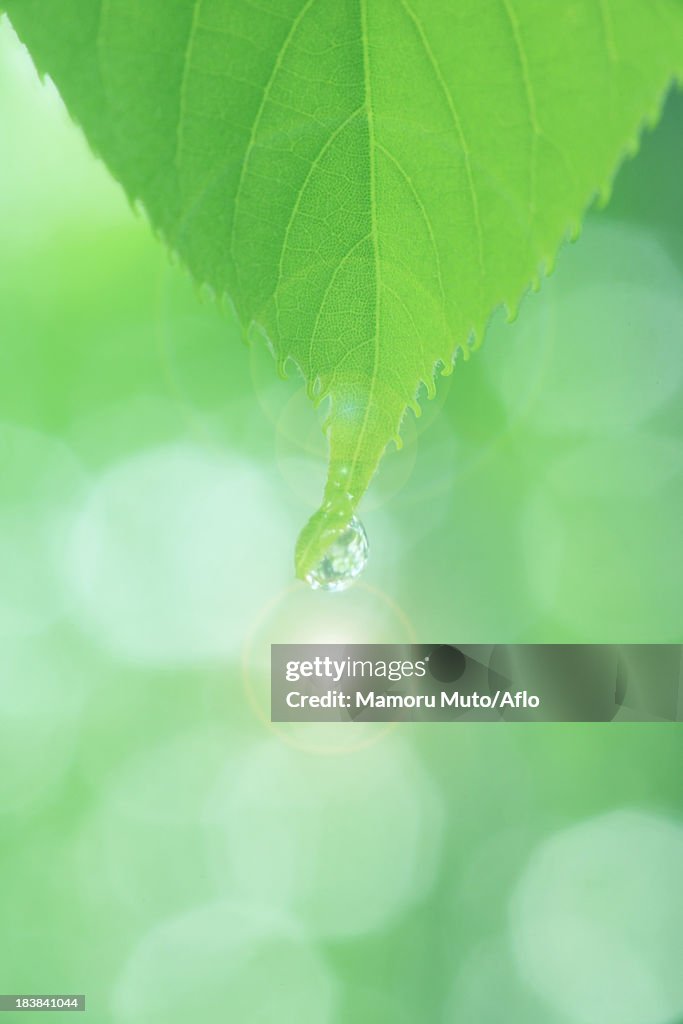 Water droplet on green leaf