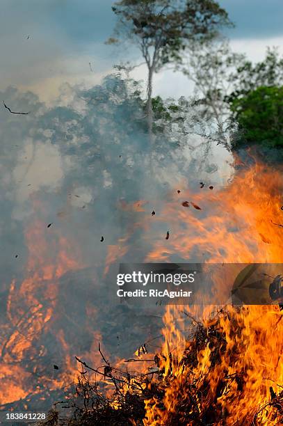 amazon on fire - amazon rainforest stockfoto's en -beelden