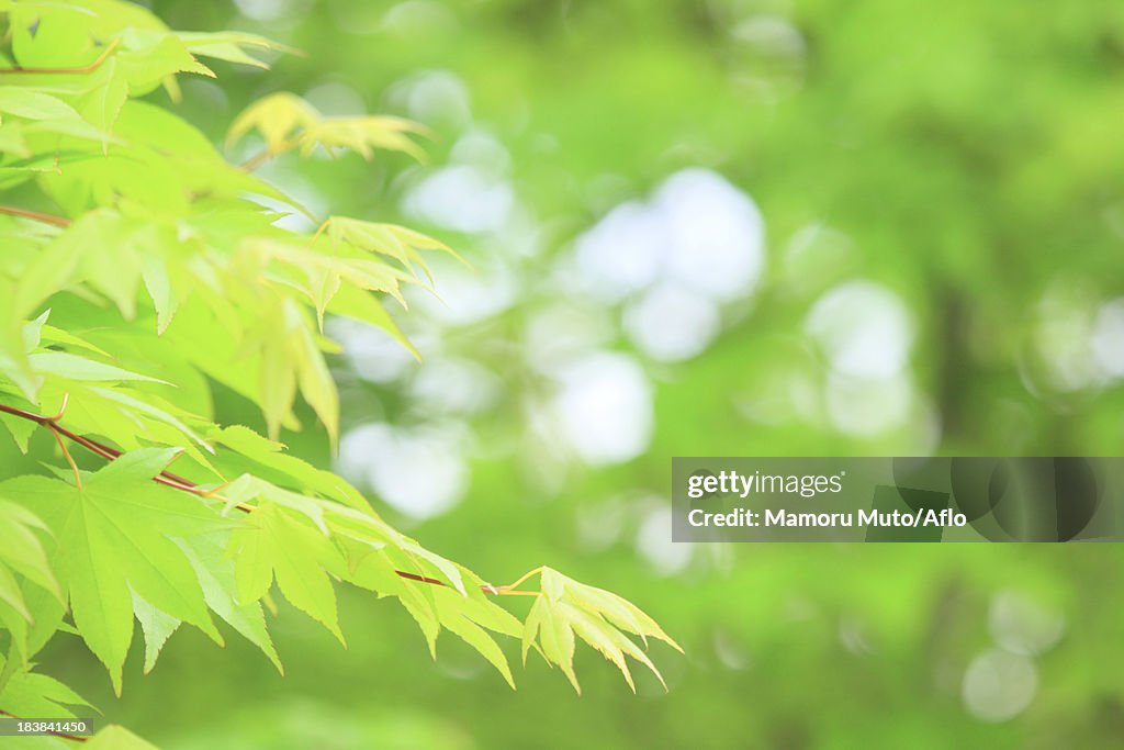 Green maple leaves