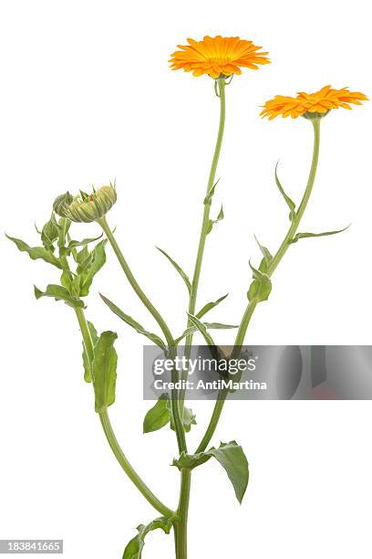 calendula officinalis (pot marigold) isolated on white - tagetes bildbanksfoton och bilder