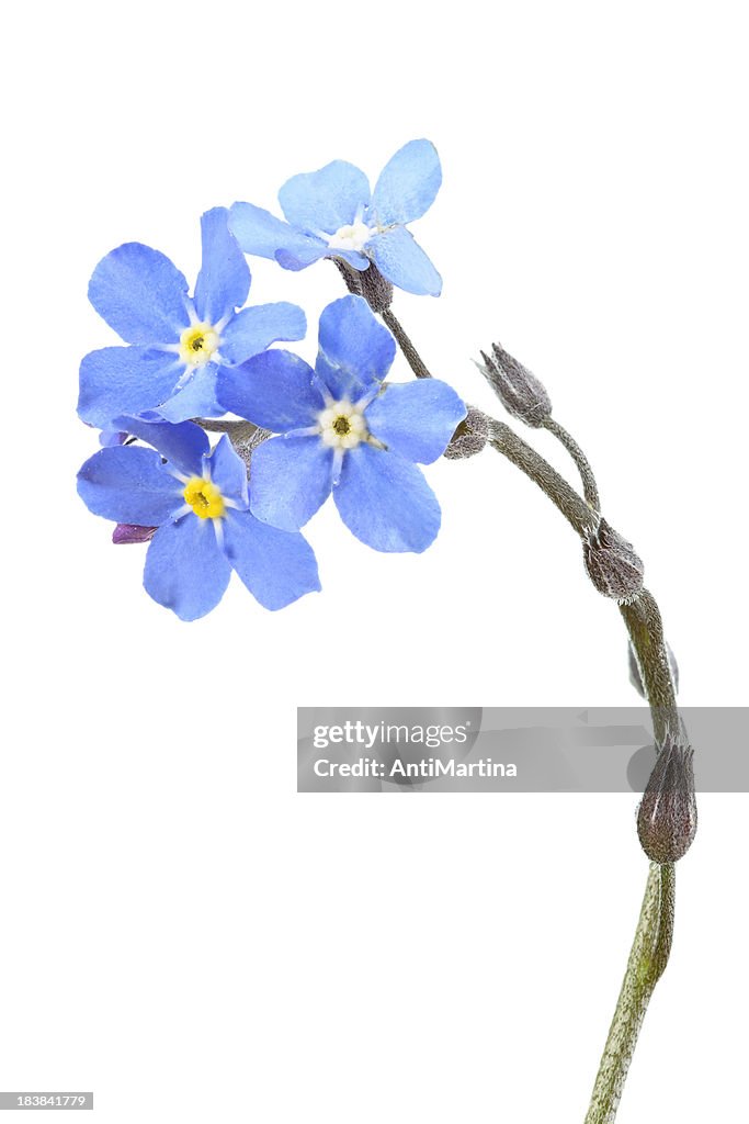 Semi Da Giardino Semi Non Ti Scordar Di Me - 50 Semi Myosotis Alpestris Blu Vivace Per Giardino Fiori Blu Giardino - Foto 10