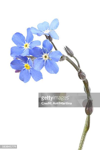 forget-me-not (myosotis) isolated on white - blue flowers stock pictures, royalty-free photos & images