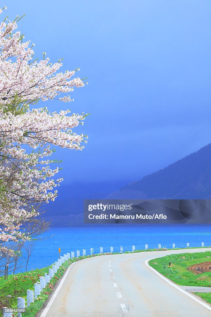 Road, sea and cherry tree, Akita Prefecture