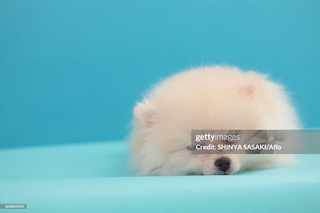 Pomeranian