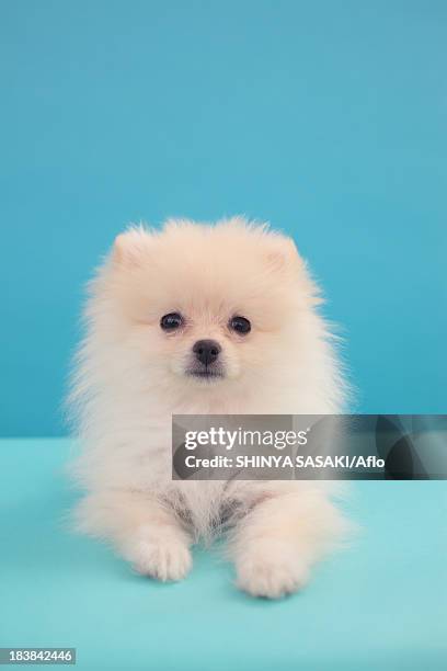 pomeranian - keeshond stockfoto's en -beelden