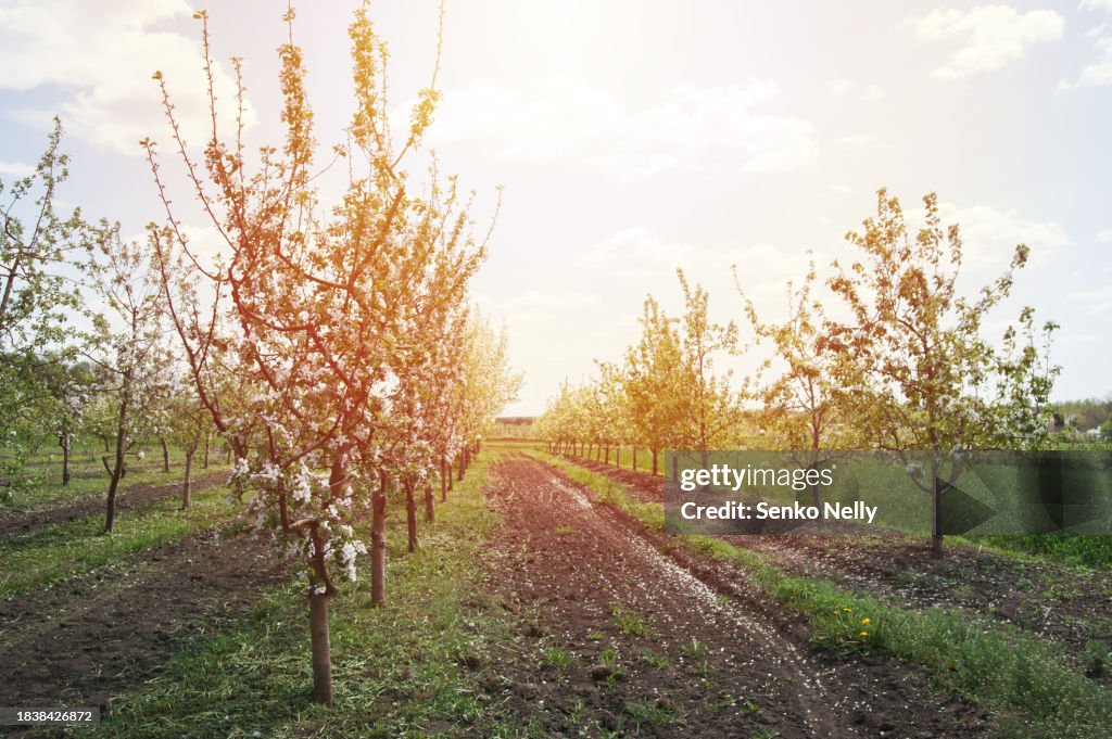 Blooming apple orchard in spring.