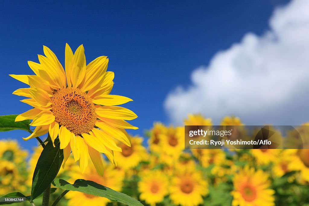 Sunflower field, Hokkaido