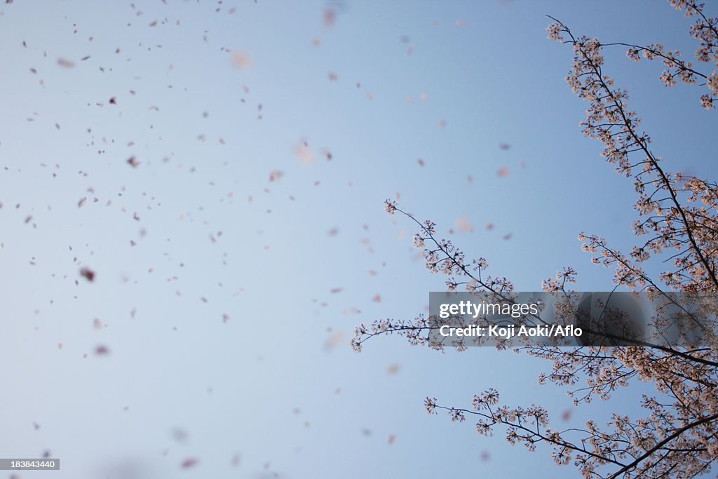 Cherry blossoms and sky