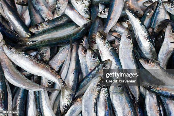 frais des sardines - sardine photos et images de collection
