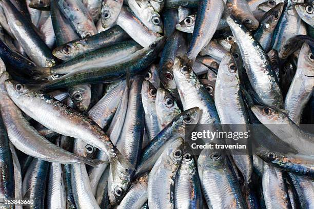 close-up of fresh sardines grouped together - sardine bildbanksfoton och bilder