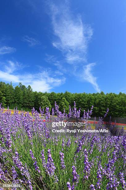 lavender field and blue sky with clouds - sagebrush stock pictures, royalty-free photos & images