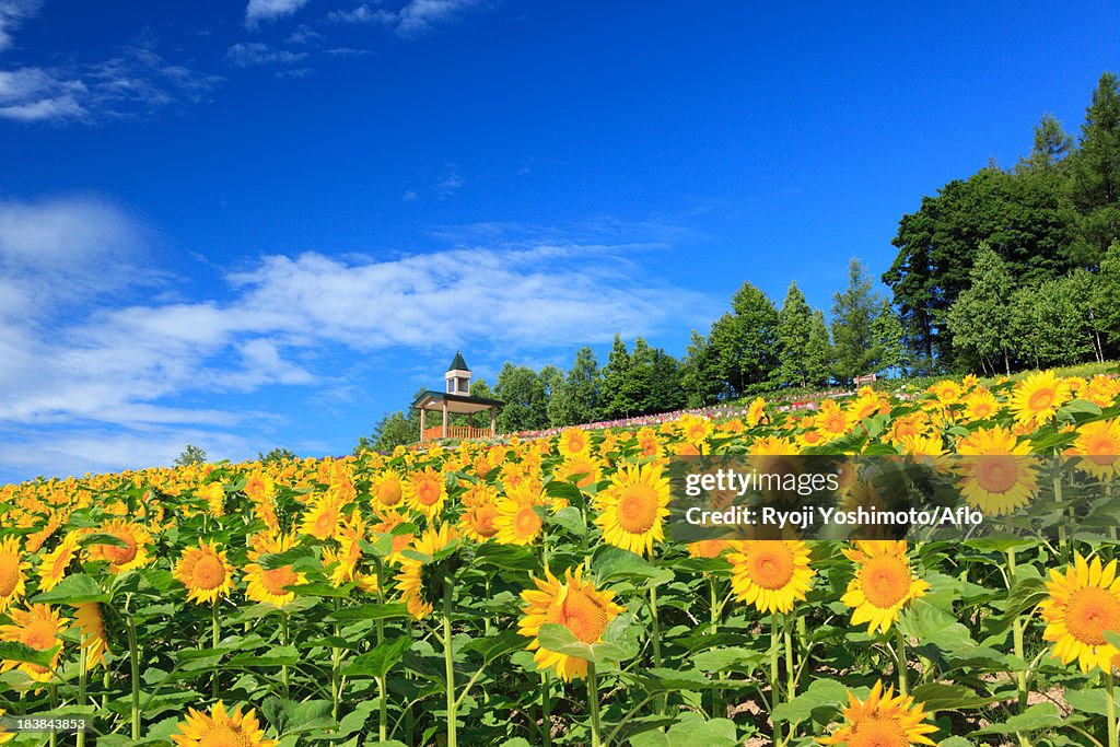Sunflower field and blue sky with clouds