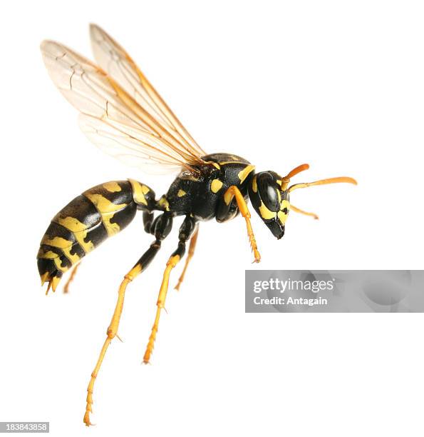 flying wasp - wasp fly stockfoto's en -beelden