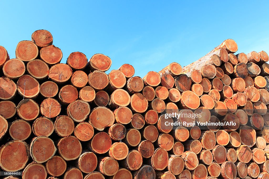 Wood logs and sky