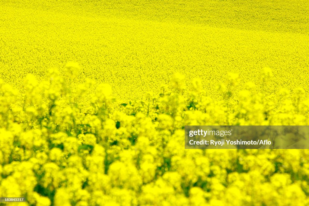 Field mustard, Hokkaido