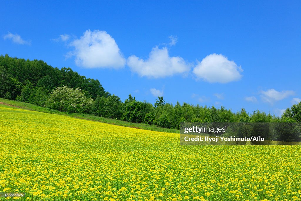 Field mustard and sky with clouds, Hokkaido
