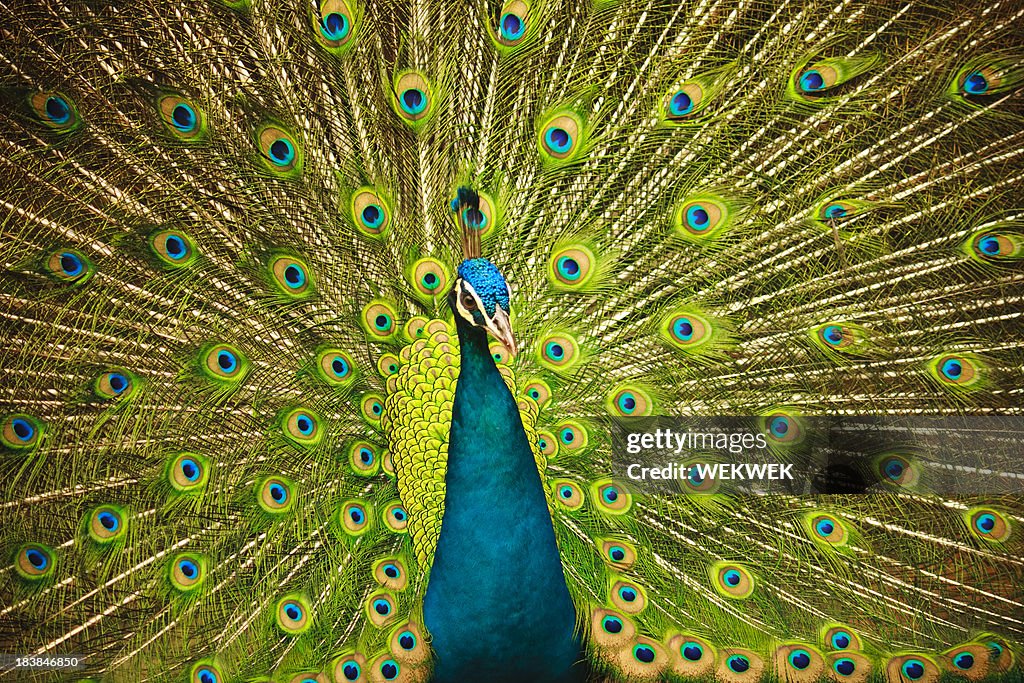 Peacock in flair