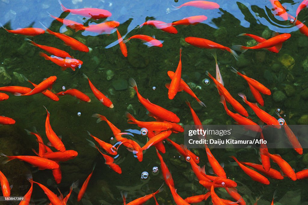 Goldfish shoal