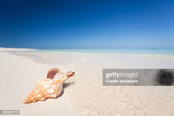 Coin Shell Beach 2,926 Conch Shell Beach Stock Photos, High-Res Pictures, and Images ...
