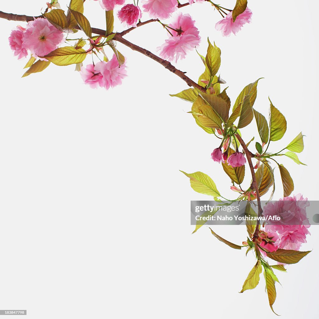 Cherry blossom tree branch