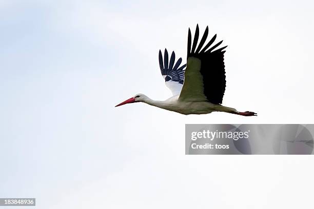 white stork flying, in profile - white stork stock pictures, royalty-free photos & images