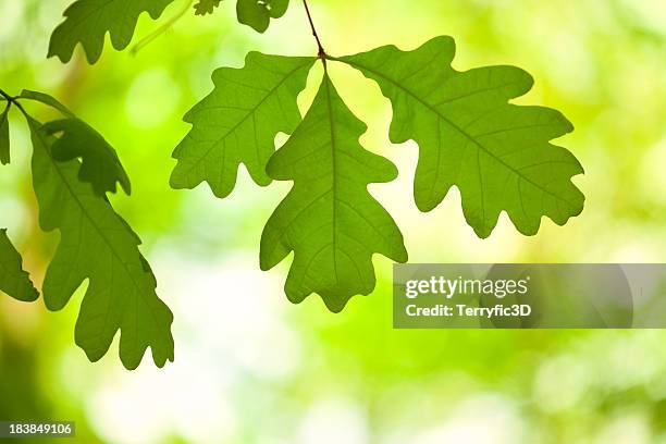 white oak tree leaves in forest, backlit - oak stock pictures, royalty-free photos & images