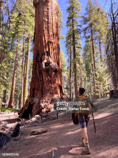adult explorer in sequoia national park, california - sequoia national park stock pictures, royalty-free photos & images