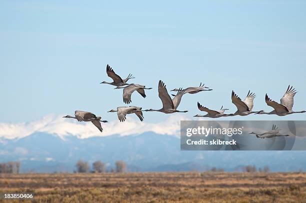 sandhill cranes over monte vista, colorado - dierlijke migratie stockfoto's en -beelden